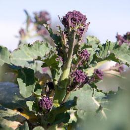 Purple sprouting broccoli braised with bacon, garlic and chilli