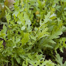 Rocket and orange salad