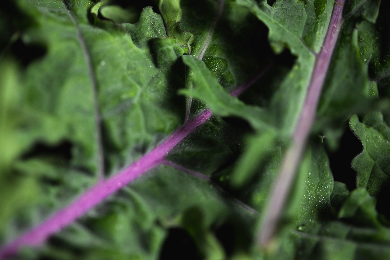 Baby red Russian kale