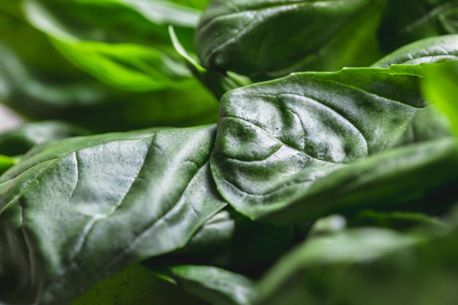 Basil