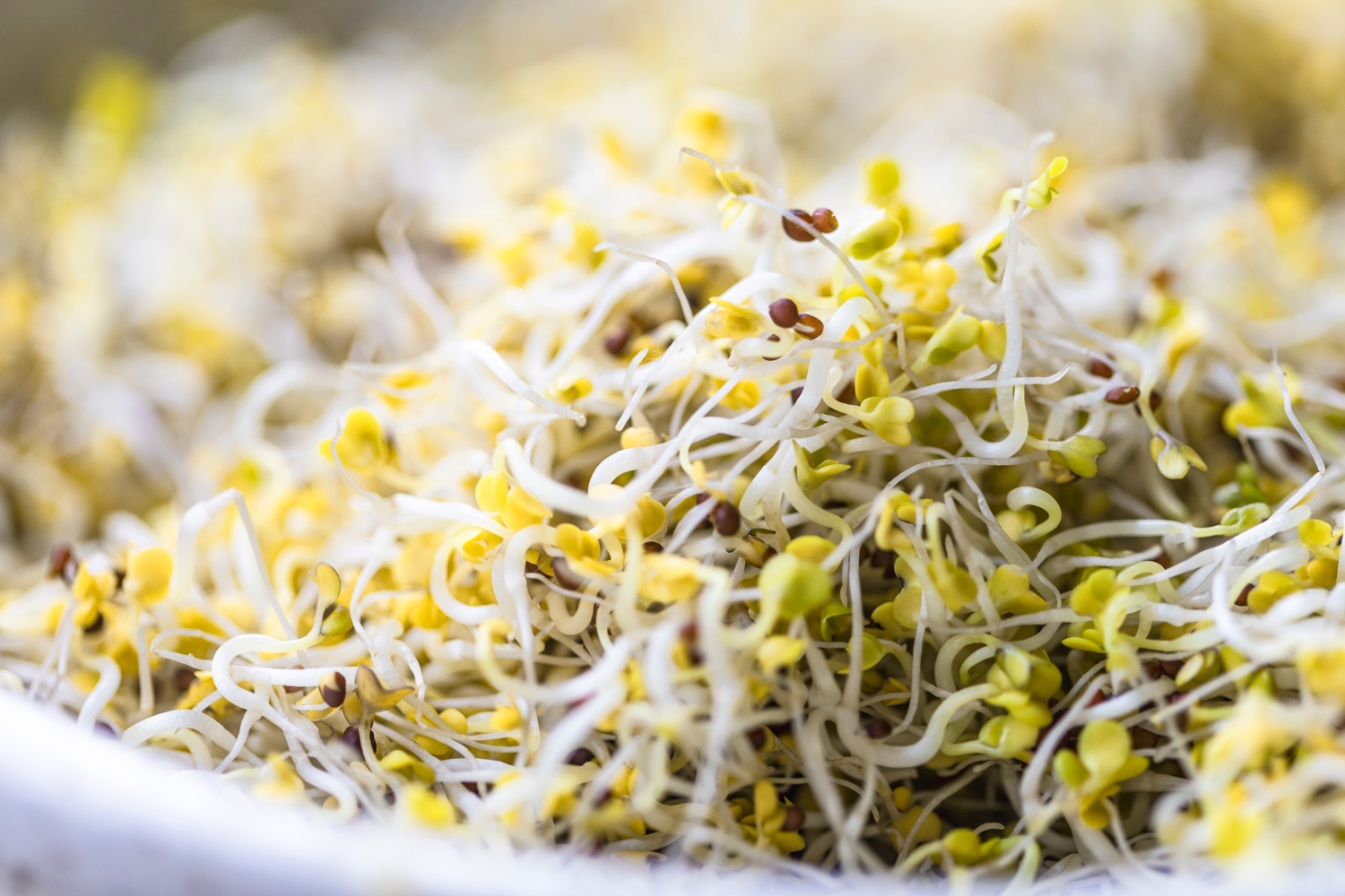 Broccoli sprouts