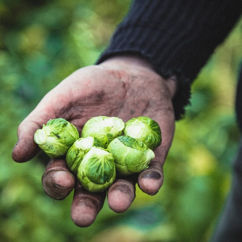 Organic Brussels sprouts 500g / Riverford