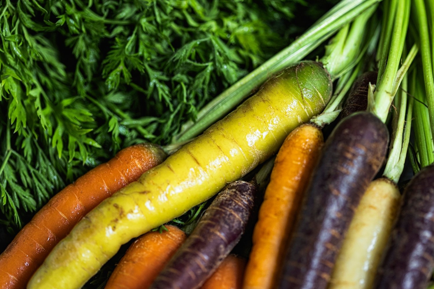 Bunched rainbow carrots