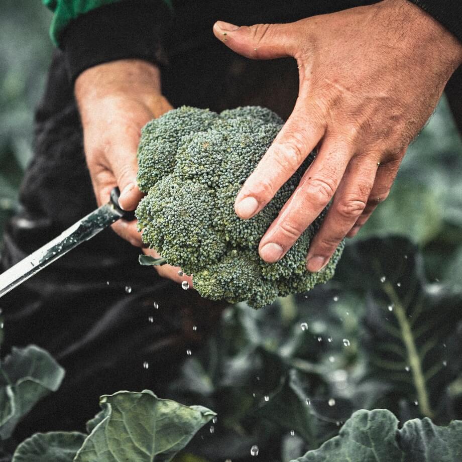 Organic Calabrese broccoli 500g / Riverford