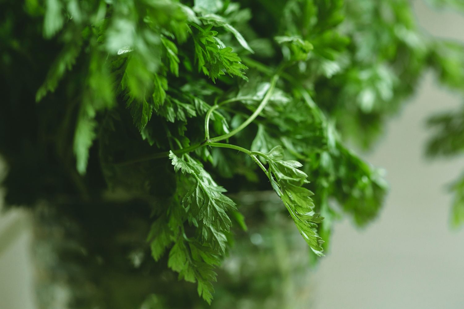Chervil