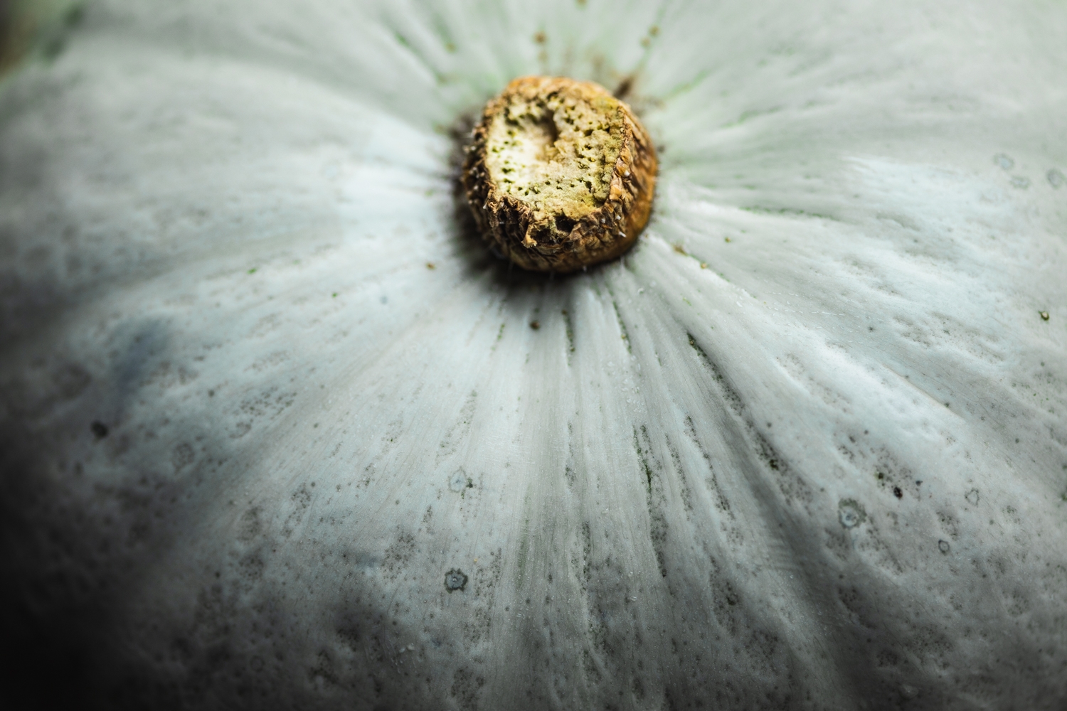 Crown prince squash