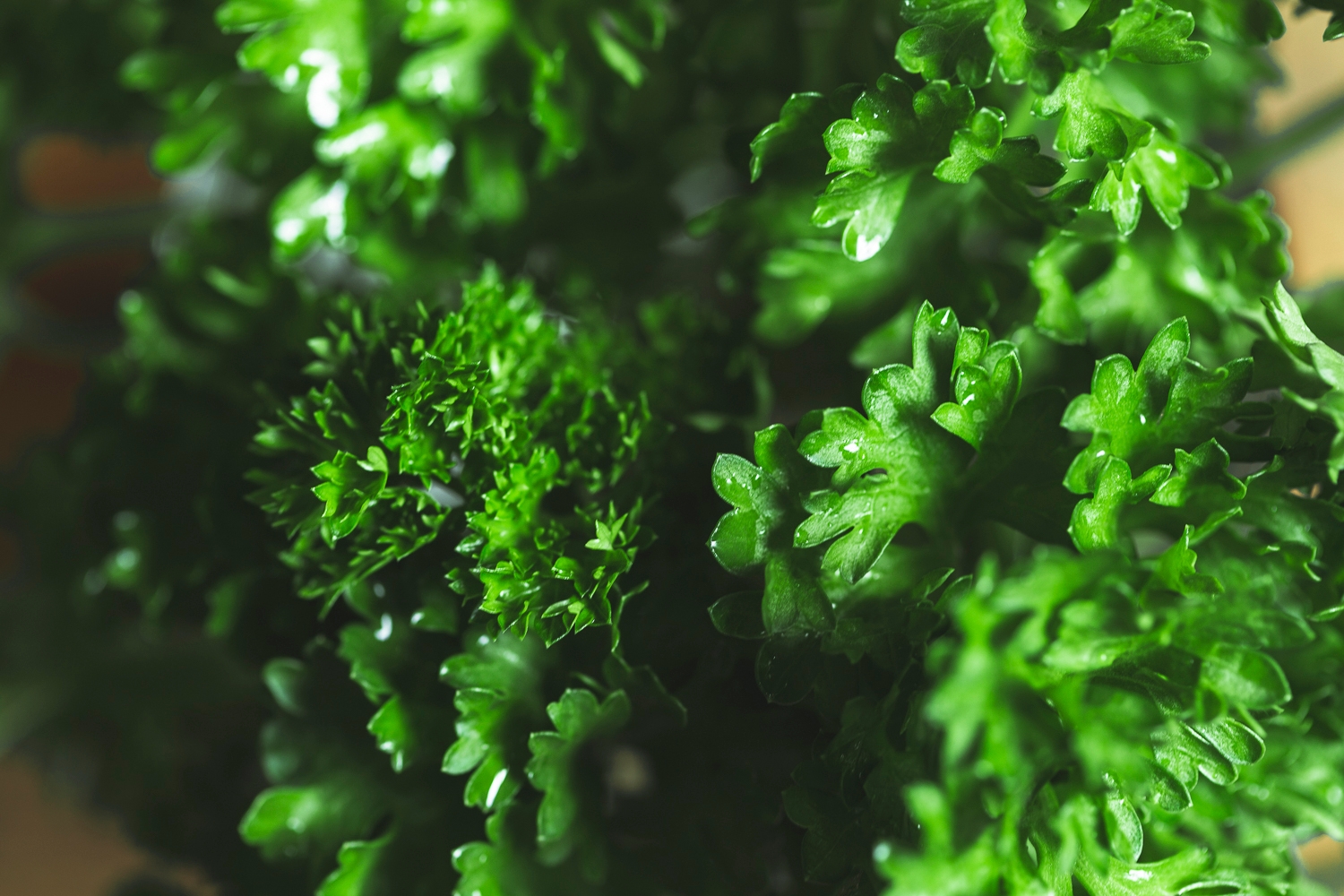 Curly parsley