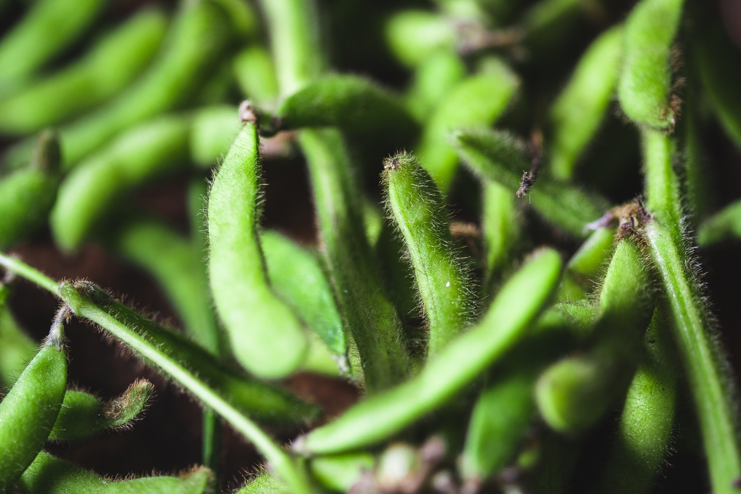 Bunched edamame beans 350g / Riverford