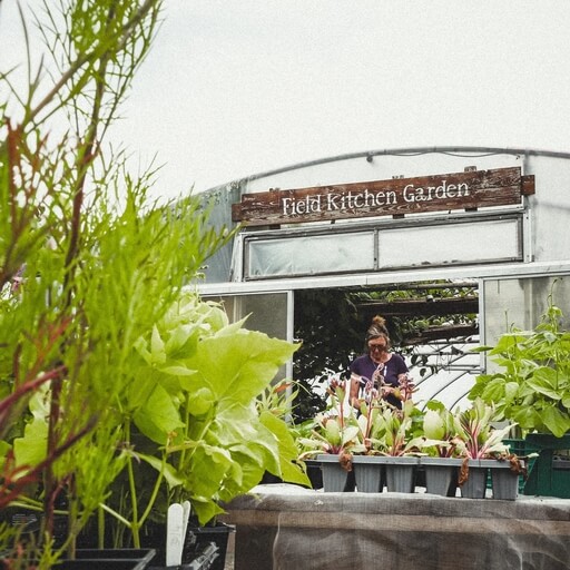 Organic Riverford Field Kitchen Garden Gin 70cl / Riverford