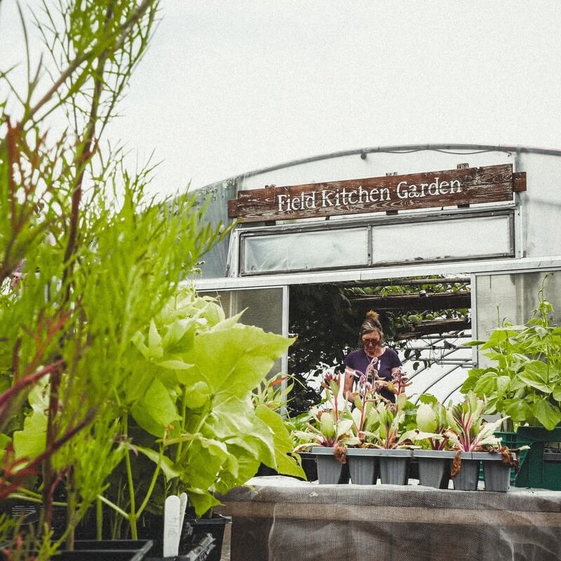 Organic Riverford Field Kitchen Garden Gin 70cl / Riverford