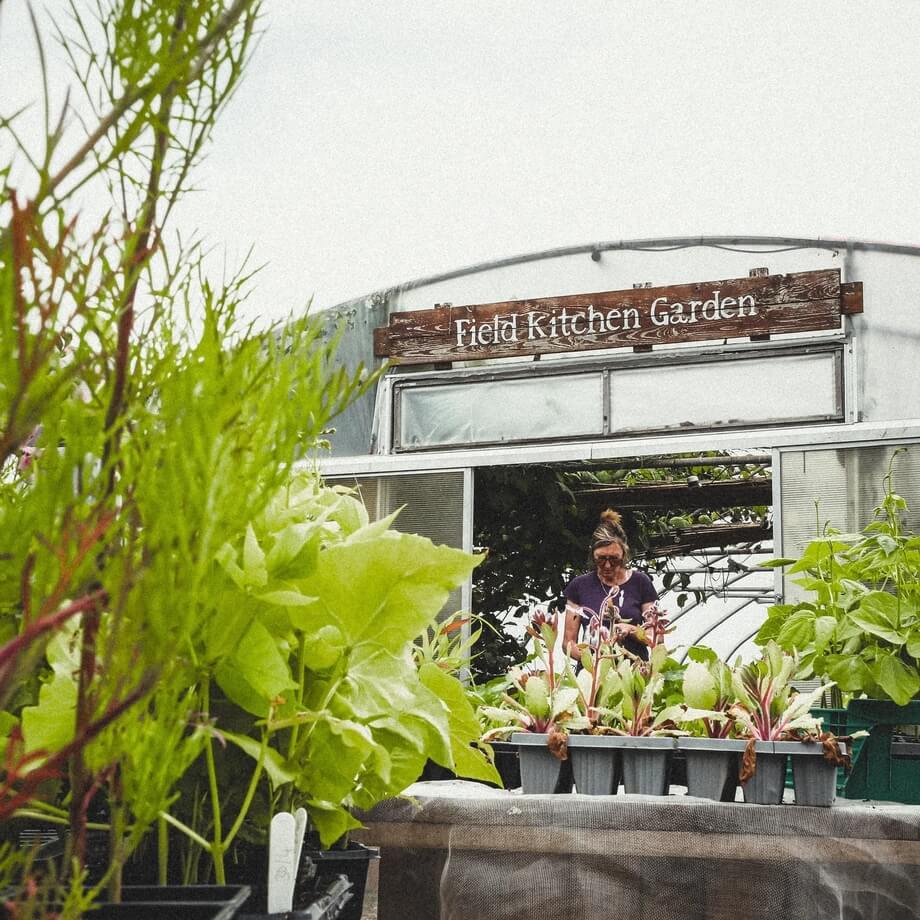 Organic Riverford Field Kitchen Garden Gin 70cl / Riverford