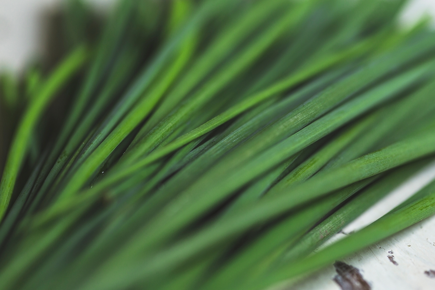 Garlic chives