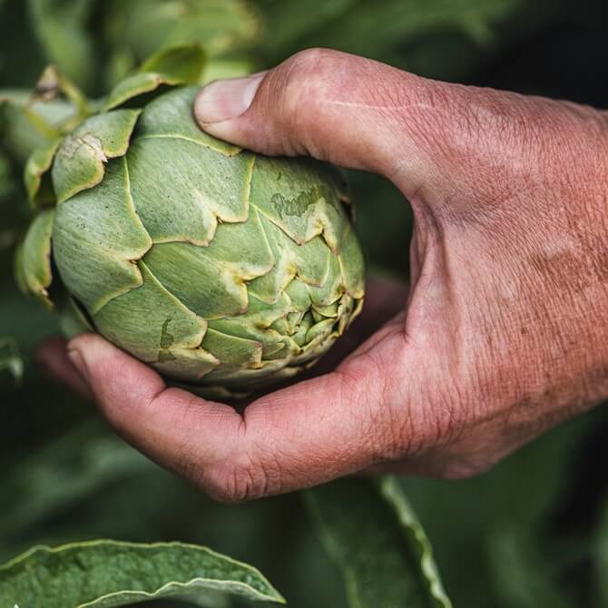 Organic Globe artichokes x2 / Riverford