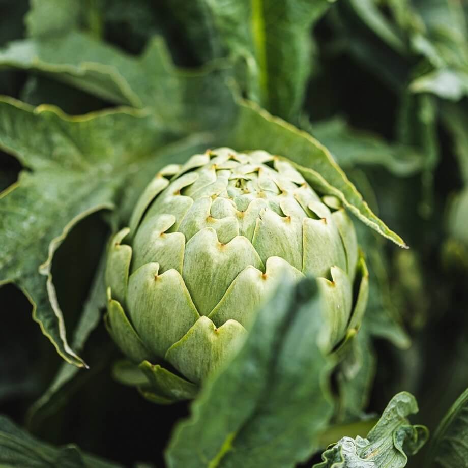 Organic Globe artichokes x2 / Riverford