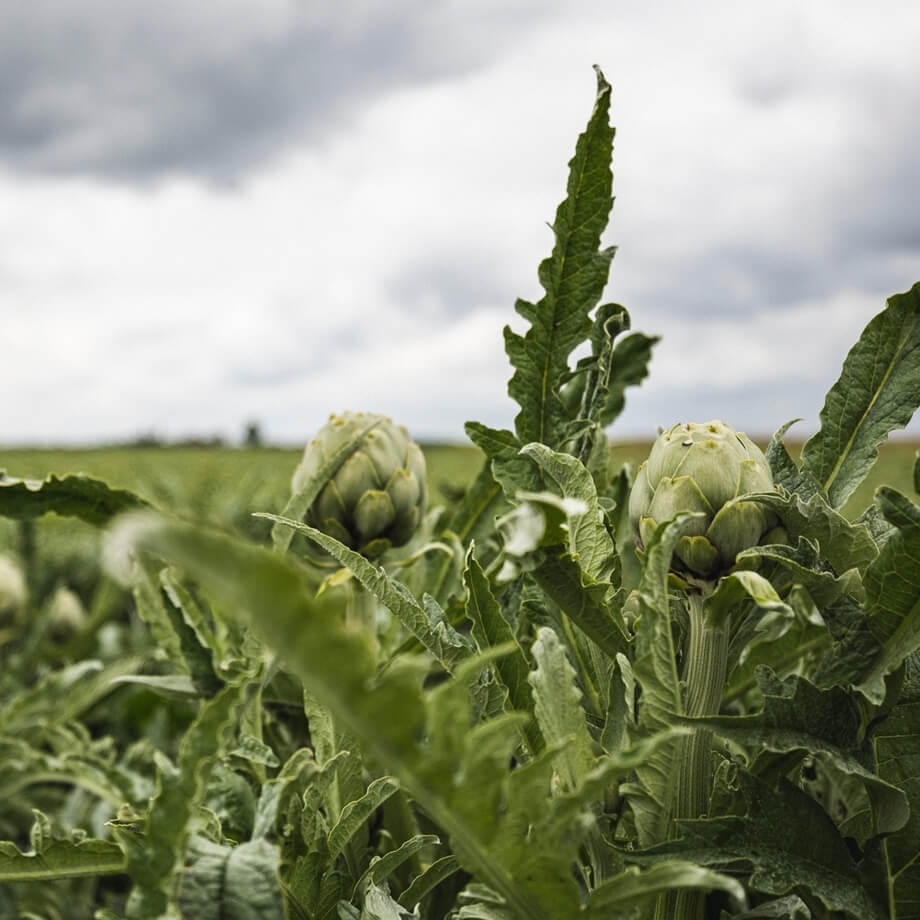 Organic Globe artichokes x2 / Riverford