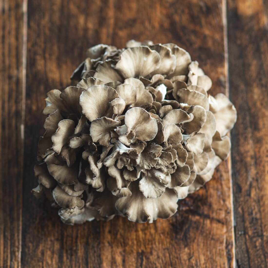 Hen of the woods mushrooms