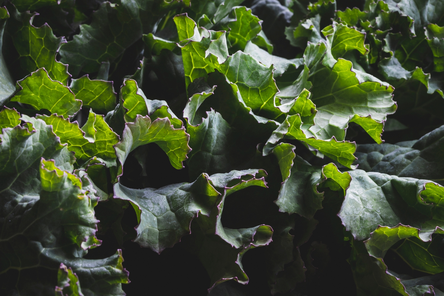 Hungry gap kale