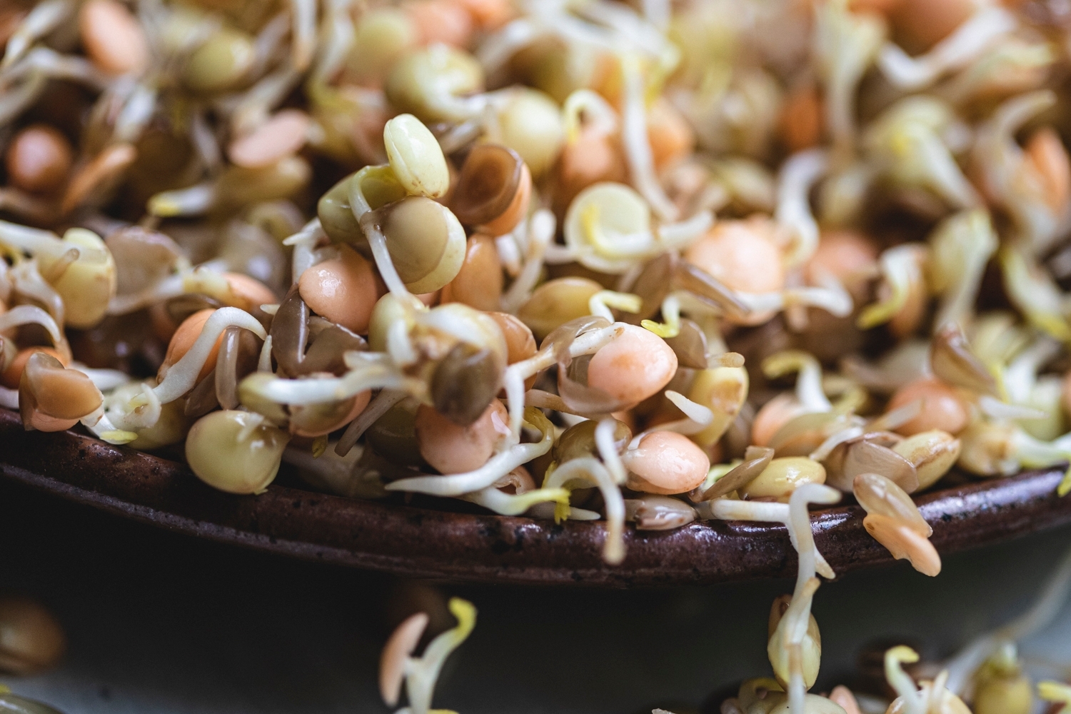 Organic Lentil sprouts 200g / Riverford