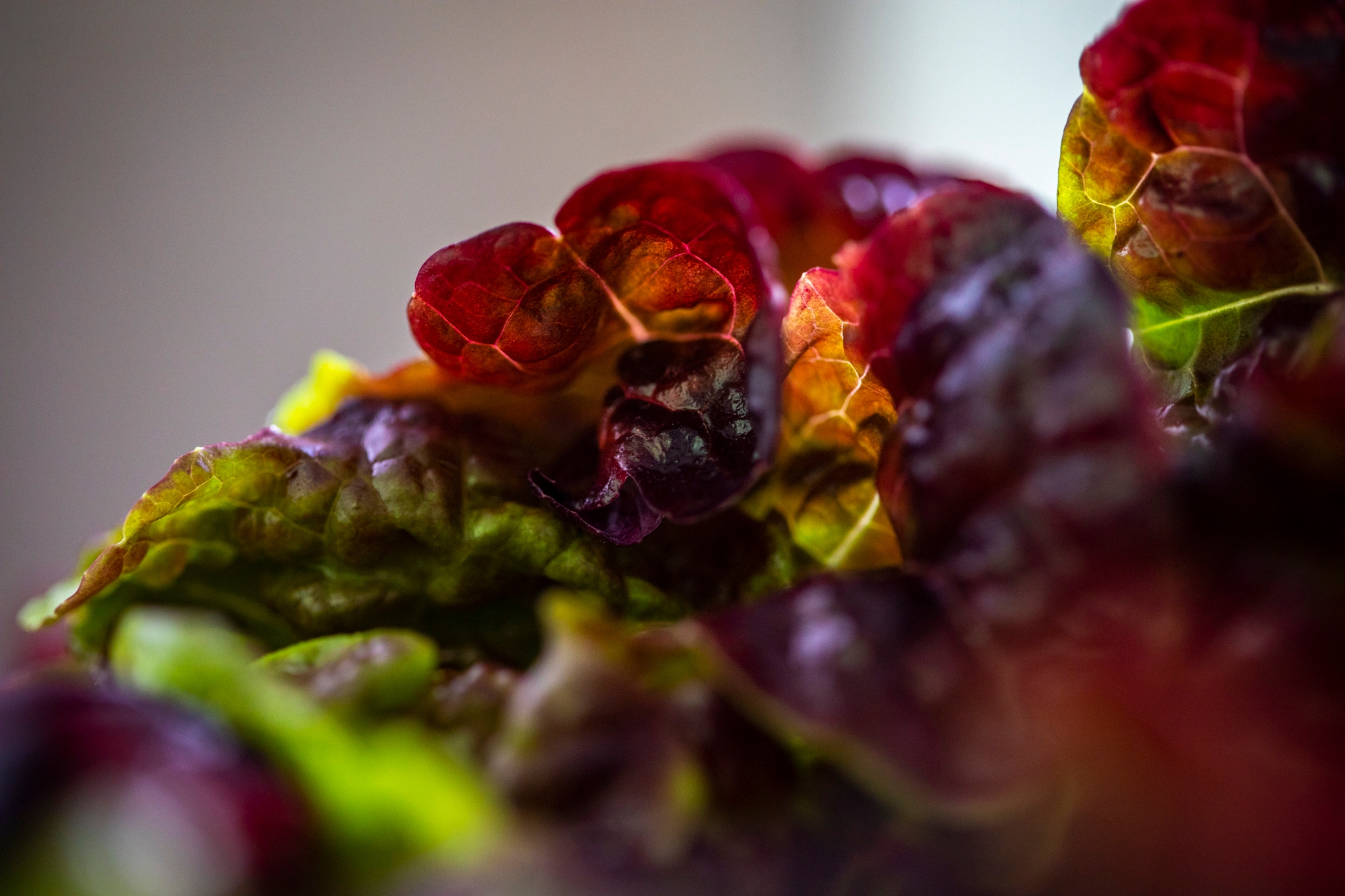 Organic Oakleaf lettuce x1 / Riverford