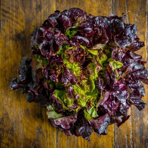 Organic Oakleaf lettuce x1 / Riverford