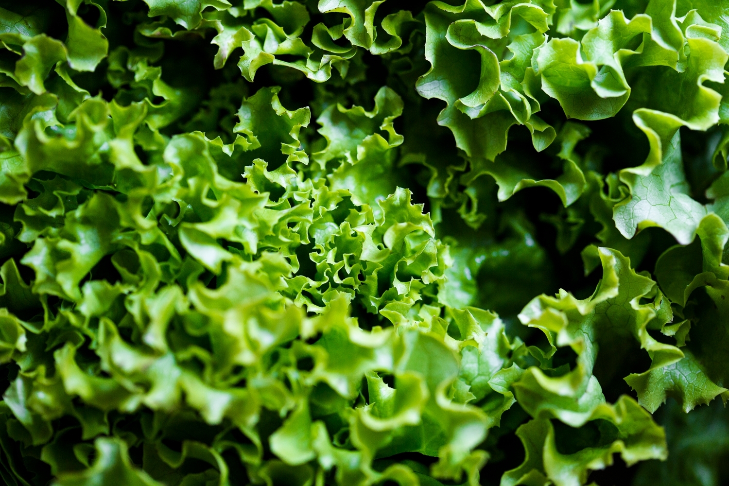 Batavia lettuce