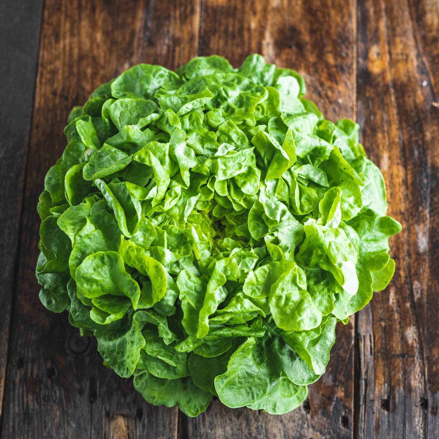 Organic Lettuce (x1) / Riverford