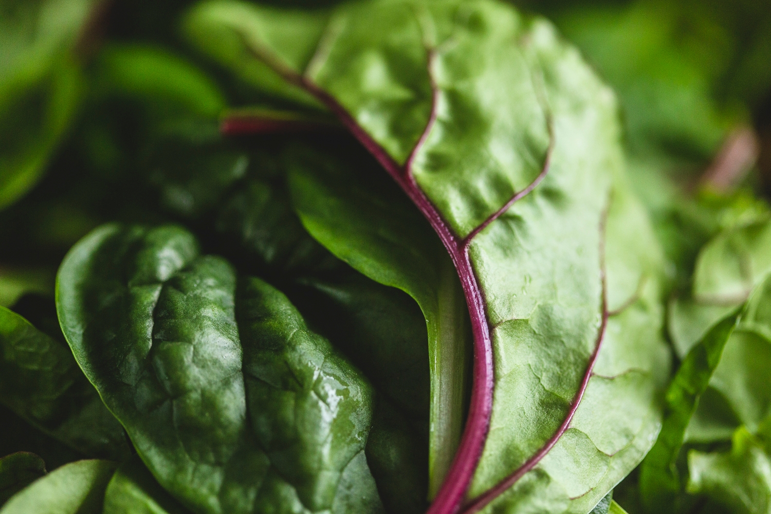 Mild mixed salad leaves