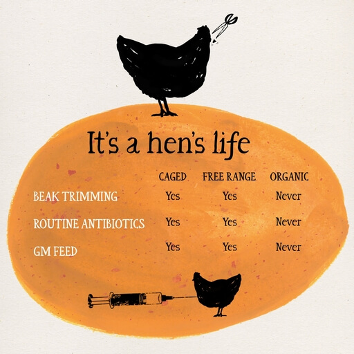 Organic Organic freerange eggs x6 / Riverford