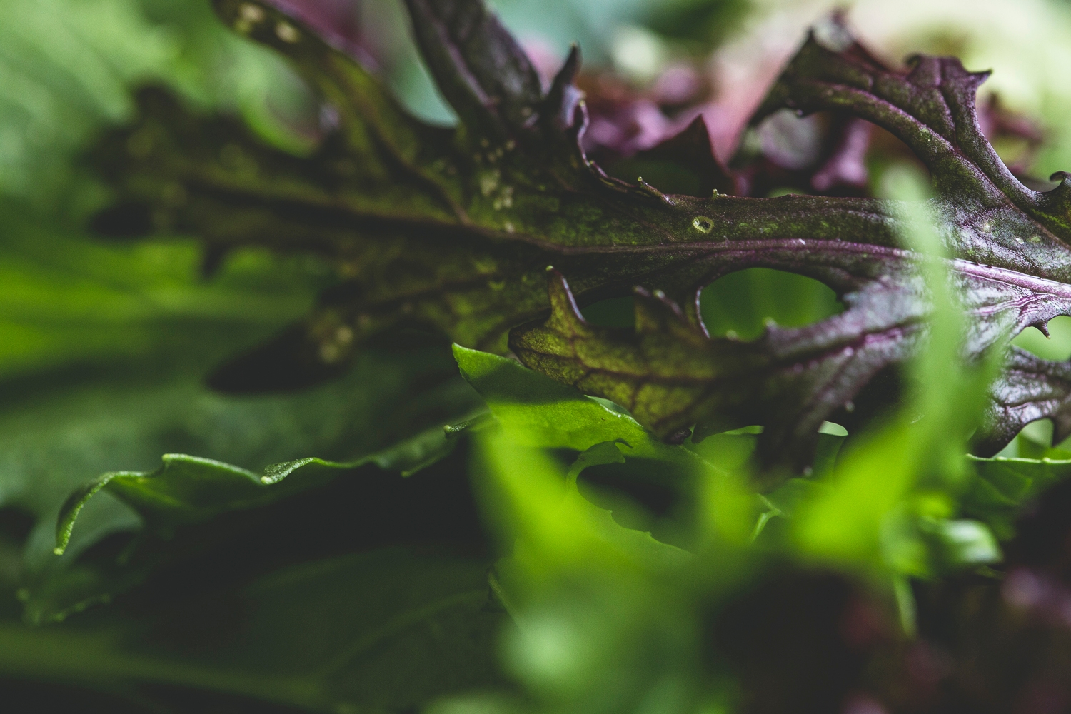 Mixed salad leaves