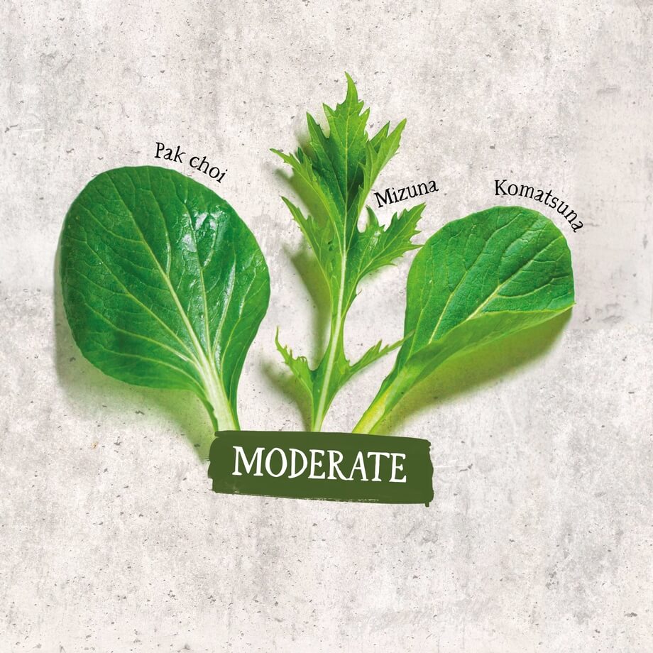 Organic Mixed salad leaves (peppery) 100g / Riverford