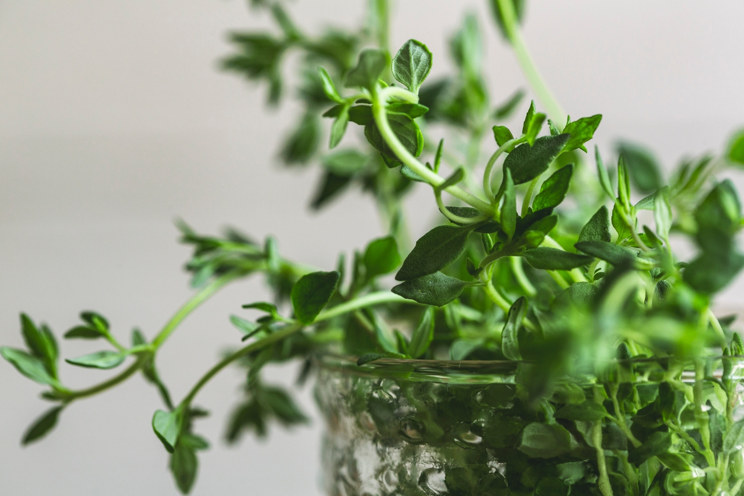 Herbs & spices