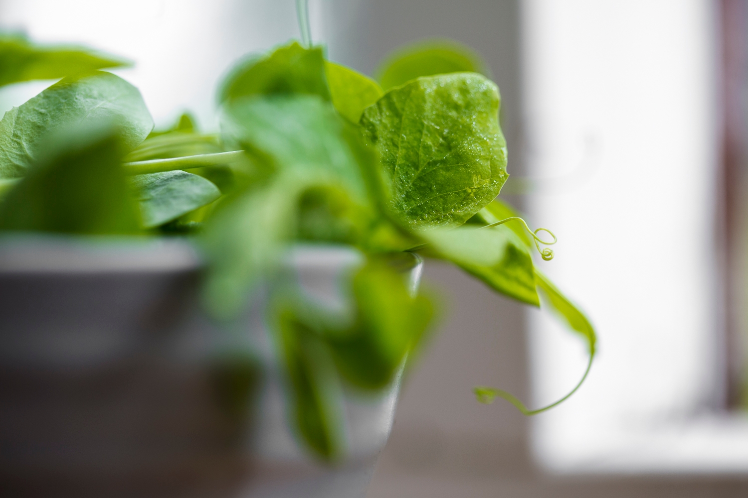 Pea shoots