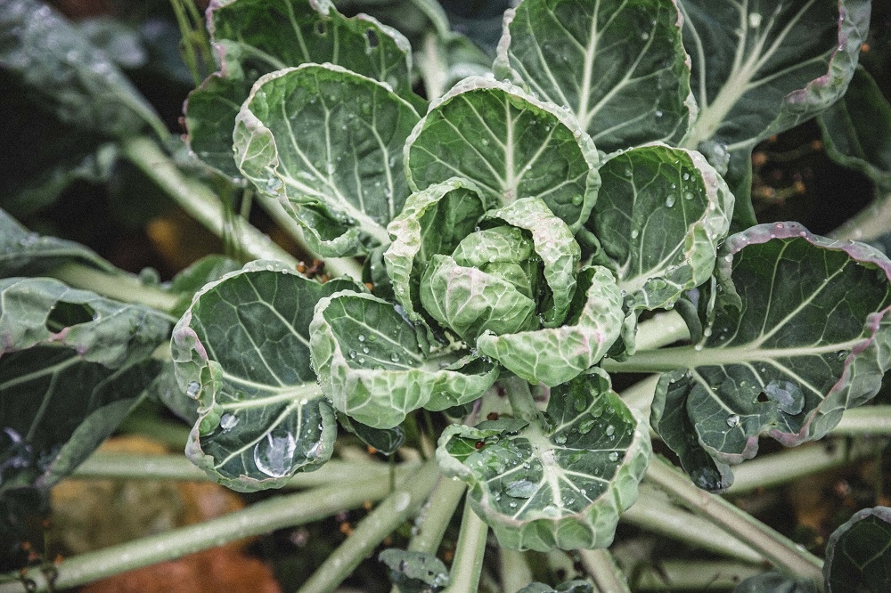 Image of Brussels sprouts tops being produced