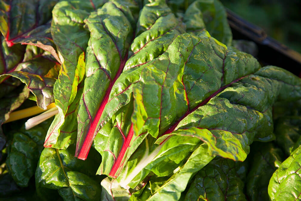 Image of Chard being produced