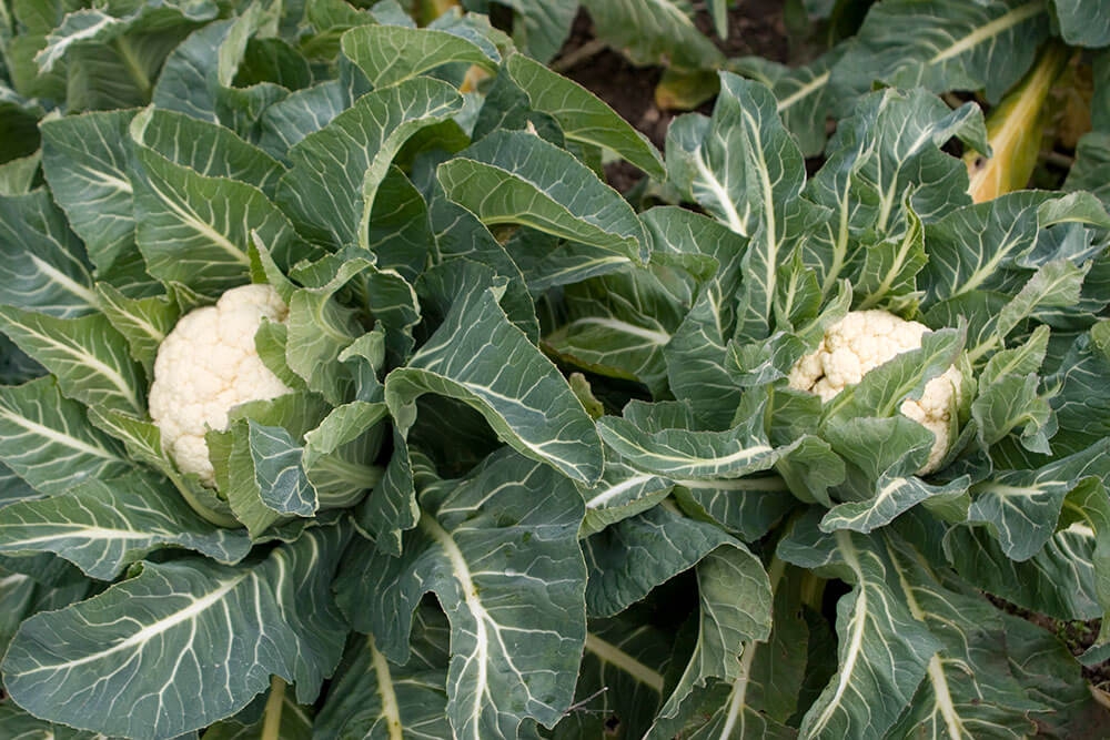 Image of Cauliflower being produced