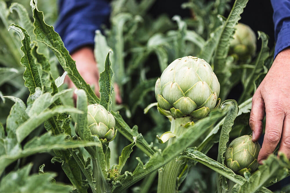 Image of Globe artichoke being produced