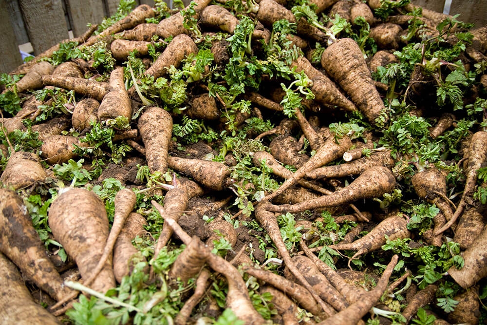 Image of Parsnip being produced