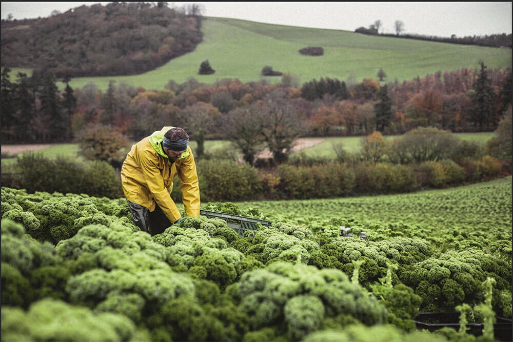 Image of Kale being produced