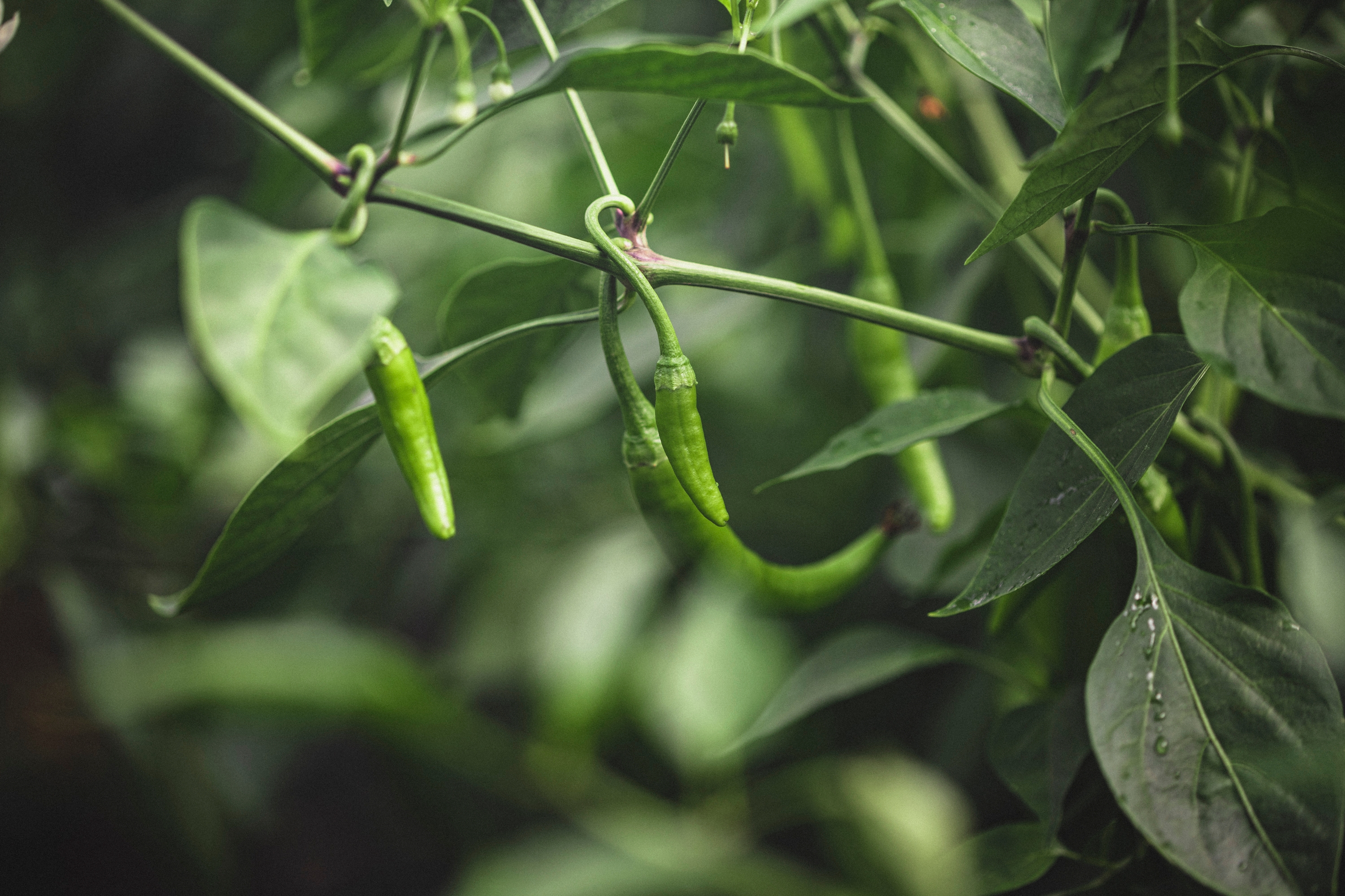 Chillies growing in polytunnels at Upper Norton Farm, Hampshire, UK