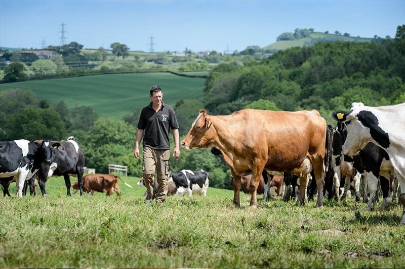 The Riverford Dairy provide us with fresh organic milk, cream and natural yogurt from their pasture-reared herd in Devon.