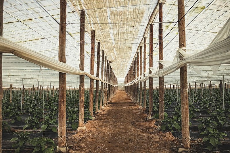 Inside one of Naturcharc's polytunnels on their farm in Spain