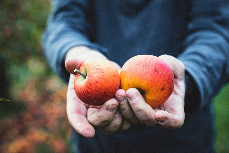 >Apple grower Paul Ward shows two of his organic apples.