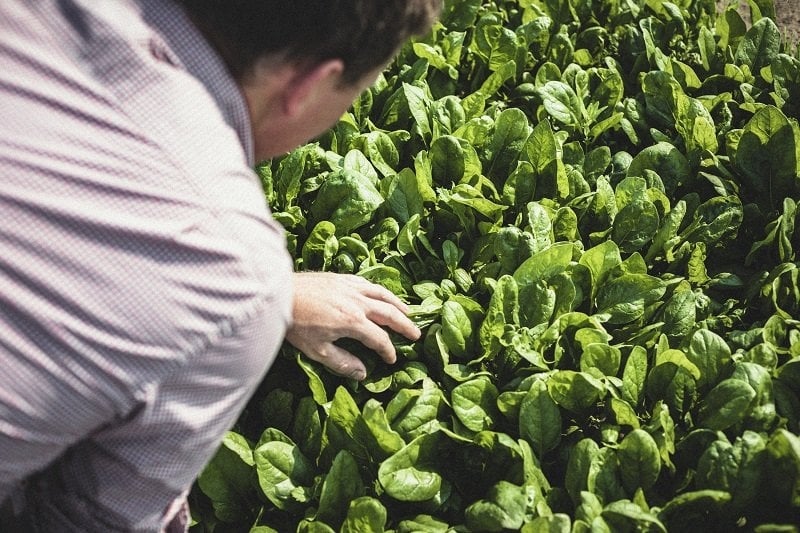 Picking organic spinach in the fields