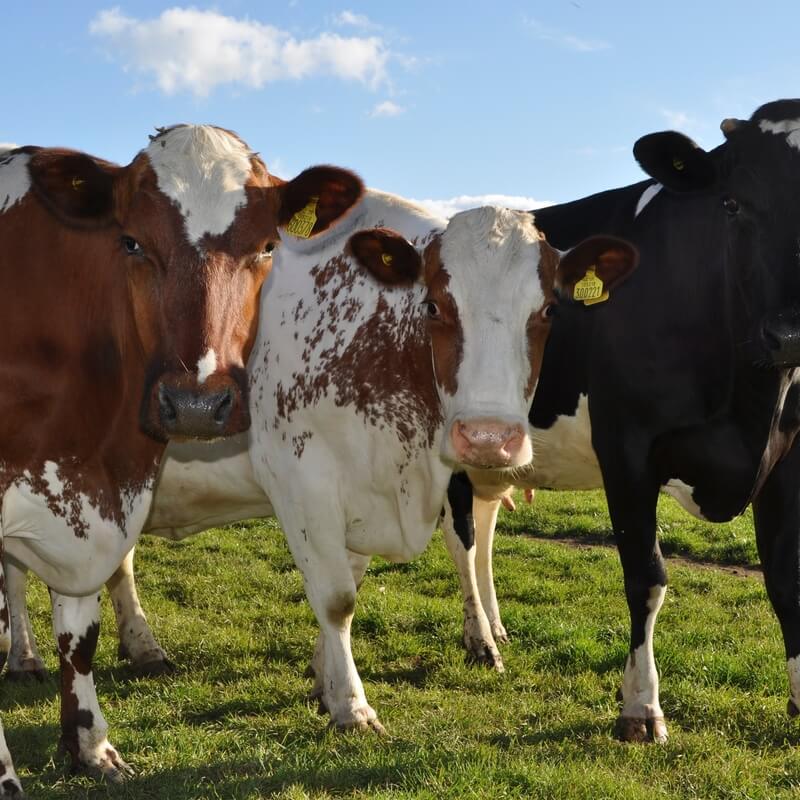 Acorn Dairy / Riverford