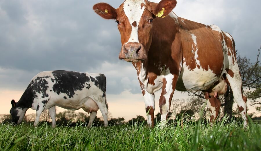 Acorn Dairy / Riverford