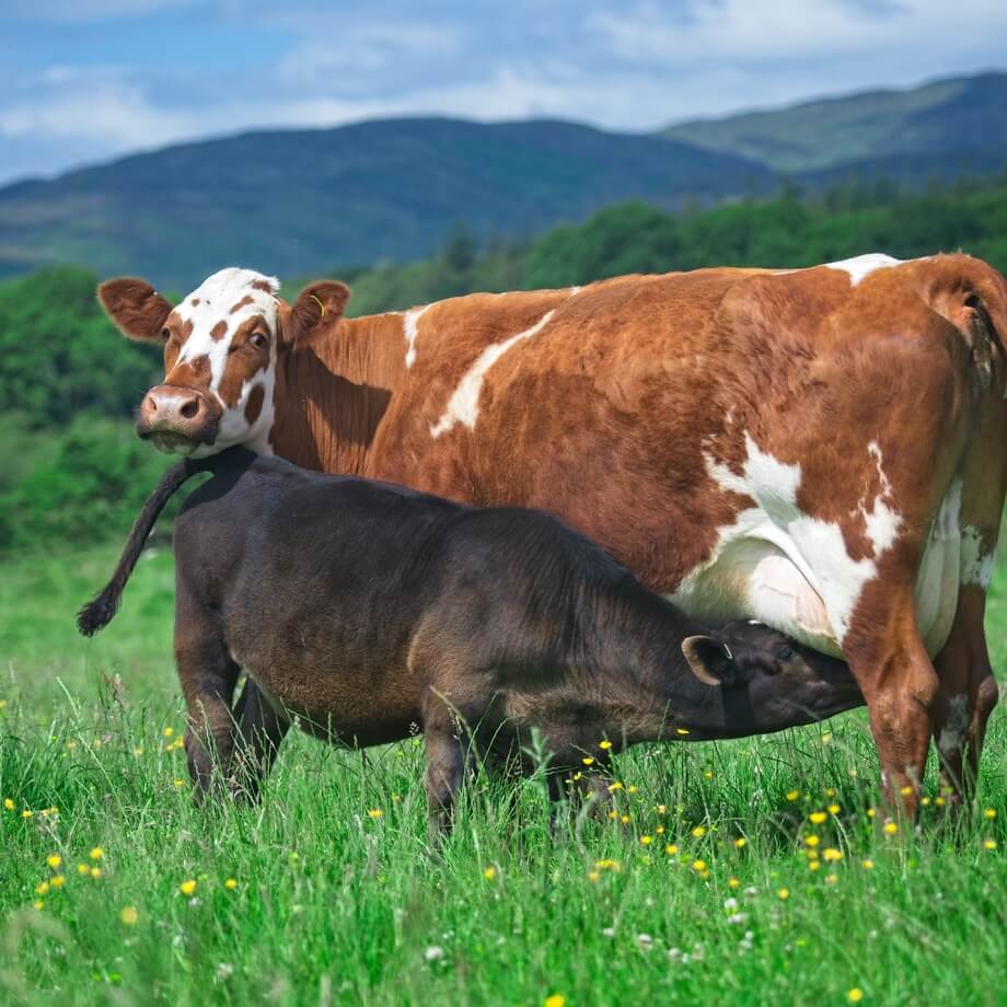 The Ethical Dairy / Riverford