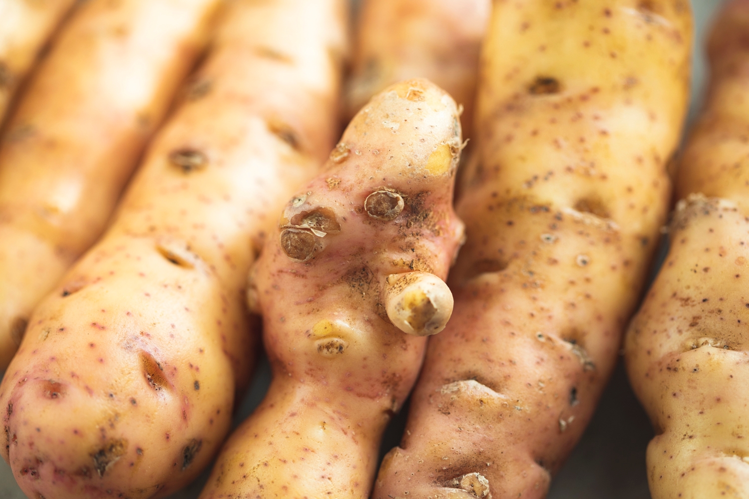 pink fir potatoes
