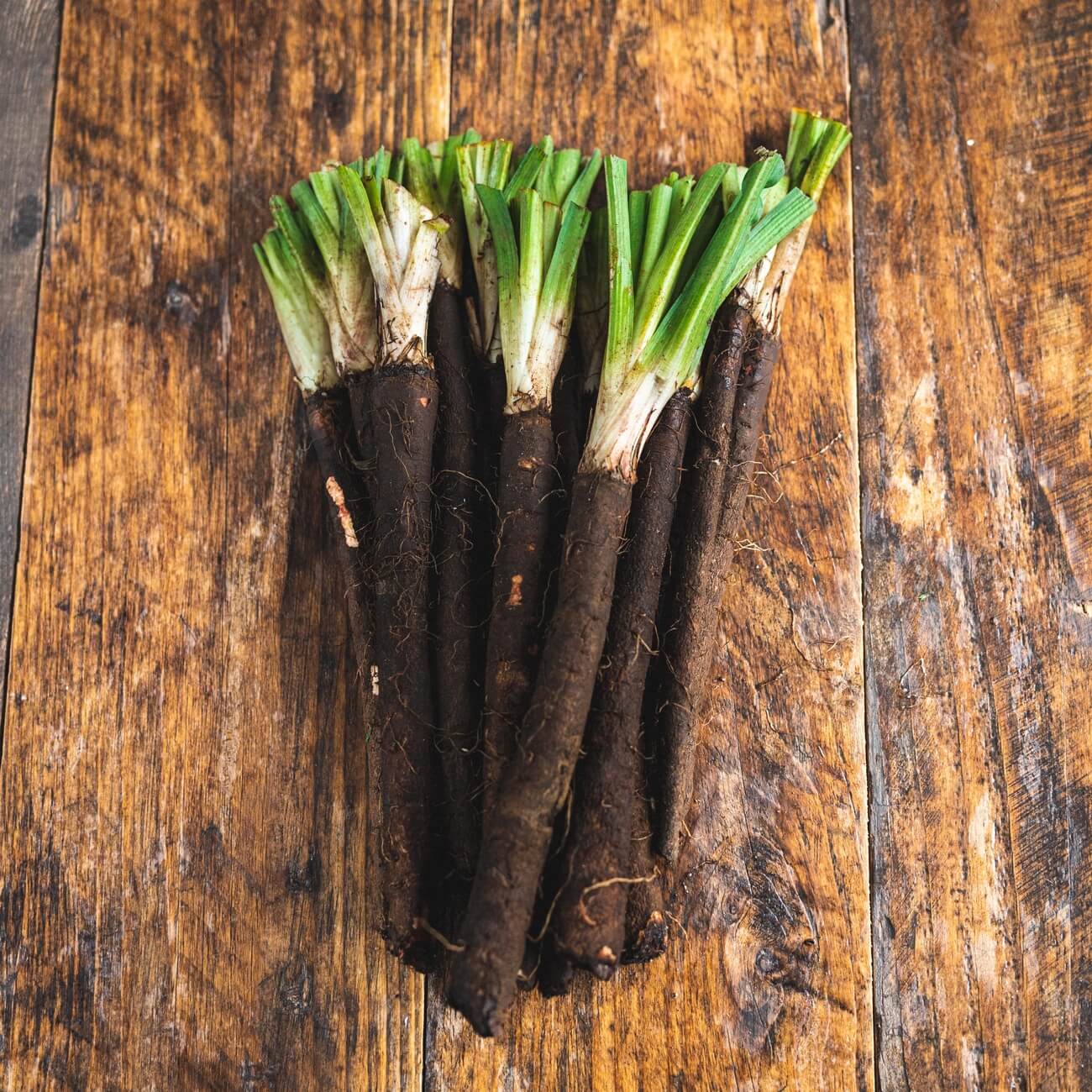 Organic Salsify 500g / Riverford