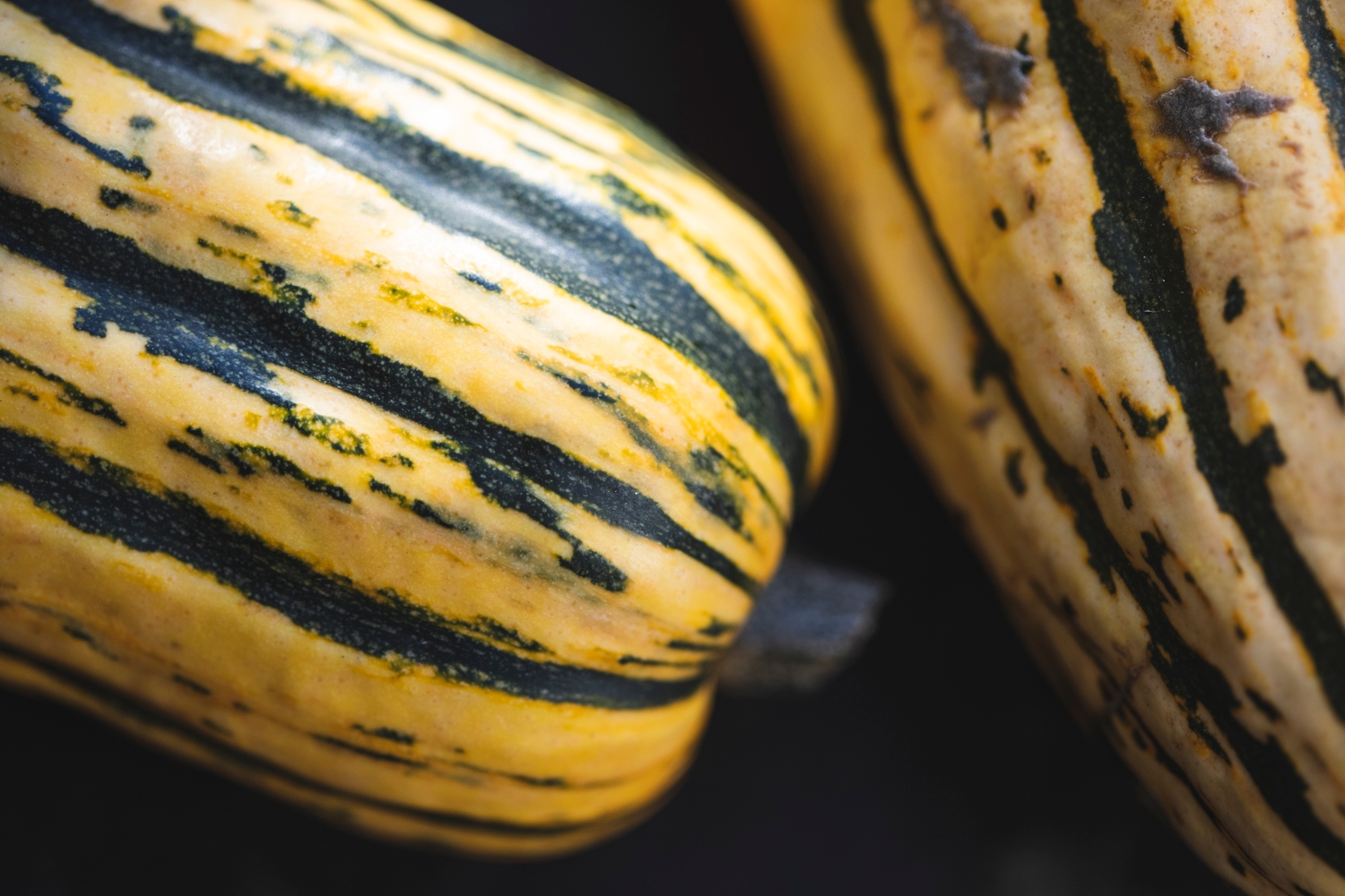 Delicata squash