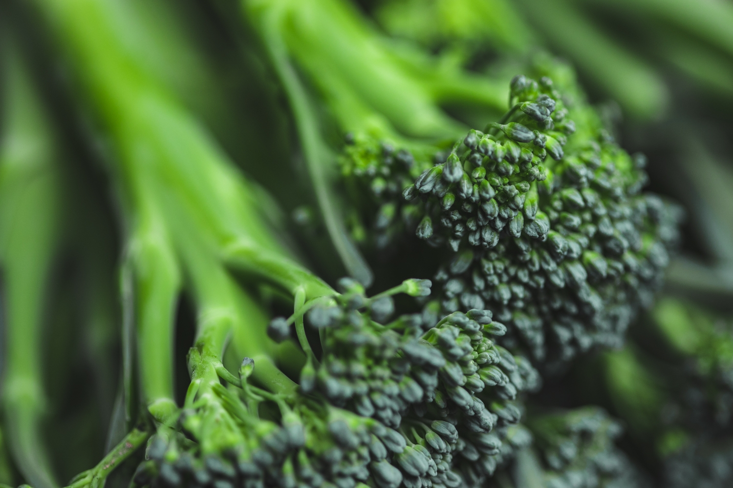 Organic Summer sprouting broccoli 250g / Riverford